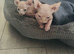 Two kittens for sale