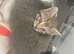 KITTENS AVAILABLE
