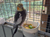 Handsome Tame Male 4 Year Old Cockateil Needing A New Loving Home