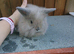 For sale lionheads x flop