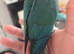 8 week old handreared conure