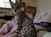 Beautiful friendly girl