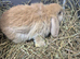 Mini lops 8 week old ready for new homes now