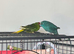 2 female kakarikis