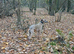 Lurcher
