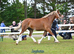 Flashy Welsh D mare shown County level