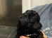 Gorgeous Schnoodle - LAST GIRL