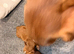 READY DEC 16 th Cocker spaniel puppies