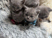 Adorable British Shorthair Blue Kittens &ndash; Ready for Loving Homes️