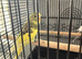 Baby budgies