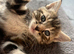 Tabby Kittens