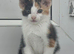 READY NOW ginger boy & 1 calico girl
