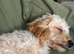 7month old miniature poodle x miniature dachshund boy