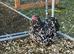 Black mottled pekin hatching eggs