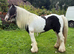 Cob mare