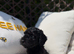 F2 cockapoo puppies