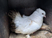 Male and female piegons