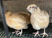 Jumbo quails