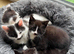 6 kittens for sale