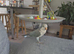 Quaker parrot