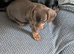 Dachshund