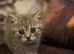 Beautiful British short hair kittens
