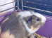 2 baby boy guinea pigs