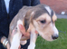 Saluki puppies kc registered