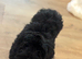 F1b female cockapoo only to loving home