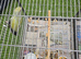 Make indian ringneck