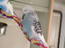 Few pairs of budgies for sale this year's birds
