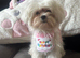 Korean Maltese