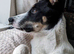 3 year old male border collie