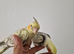 Fully Handreared Super Tame Cockatiel Baies