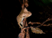 Satanic Leaftailed Gecko Male CB24