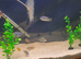 African cichlids