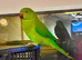 Stunning young Indian Ringnack parrot