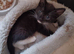 3 kittens