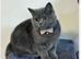 British shorthair silver tabby