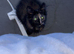 FREE CATS ENFİELD
