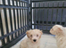 F1b maltipoo puppies