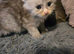 Pollydactyl maine coons