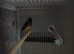 Zebra finch and Gouldian finch for sale