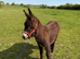 jack donkey foal