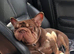 French bulldog for retirement home