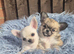 KC registered chihuahua puppies
