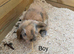 Stunning Baby mini lop rabbits