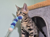 TICA Registered Bengal Kittens – 1 Girl & 1 Boy Available for reservation now. ️