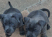 Lue staffy puppy's