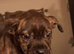 Cane corso cross puppies